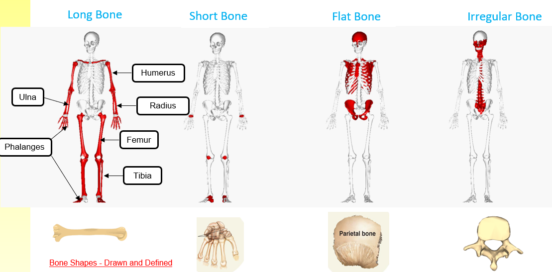 <p>Long</p><p>Short</p><p>Flat</p><p>Irregular</p><p></p>