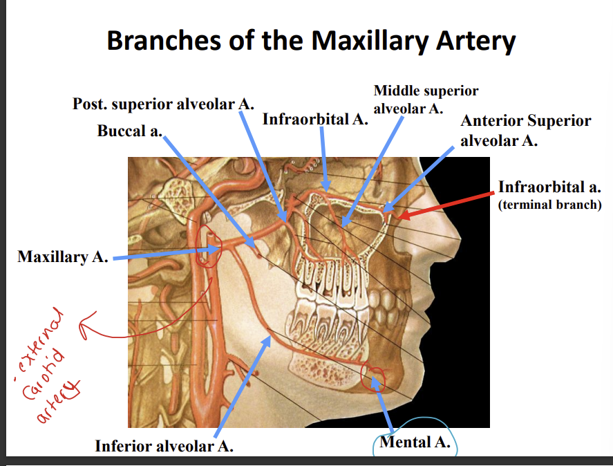 <p>the infraorbital artery exits from the infraorbital foramen</p>