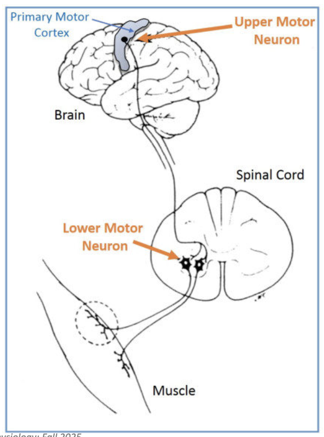 <p>Motor neurons control contraction</p><ul><li><p>Primary motor cortex coordinates all voluntary contractions</p></li><li><p>Signals travel via upper and lower motor neurons</p><ul><li><p>Upper motor neurons synapse with other motor neurons</p></li><li><p>Lower motor neurons synapse with the muscle</p></li></ul></li><li><p>Final outcome → muscle contraction</p></li></ul><p></p>
