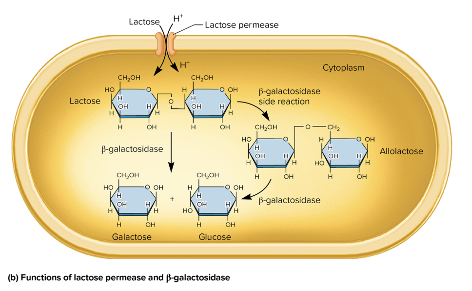 <ul><li><p>protein</p></li><li><p>facilitates active transport of lactose→ cytoplasm</p></li><li><p>use proton gradient to co-transport lactose and hydrogen ions (H+)</p></li></ul><p></p>