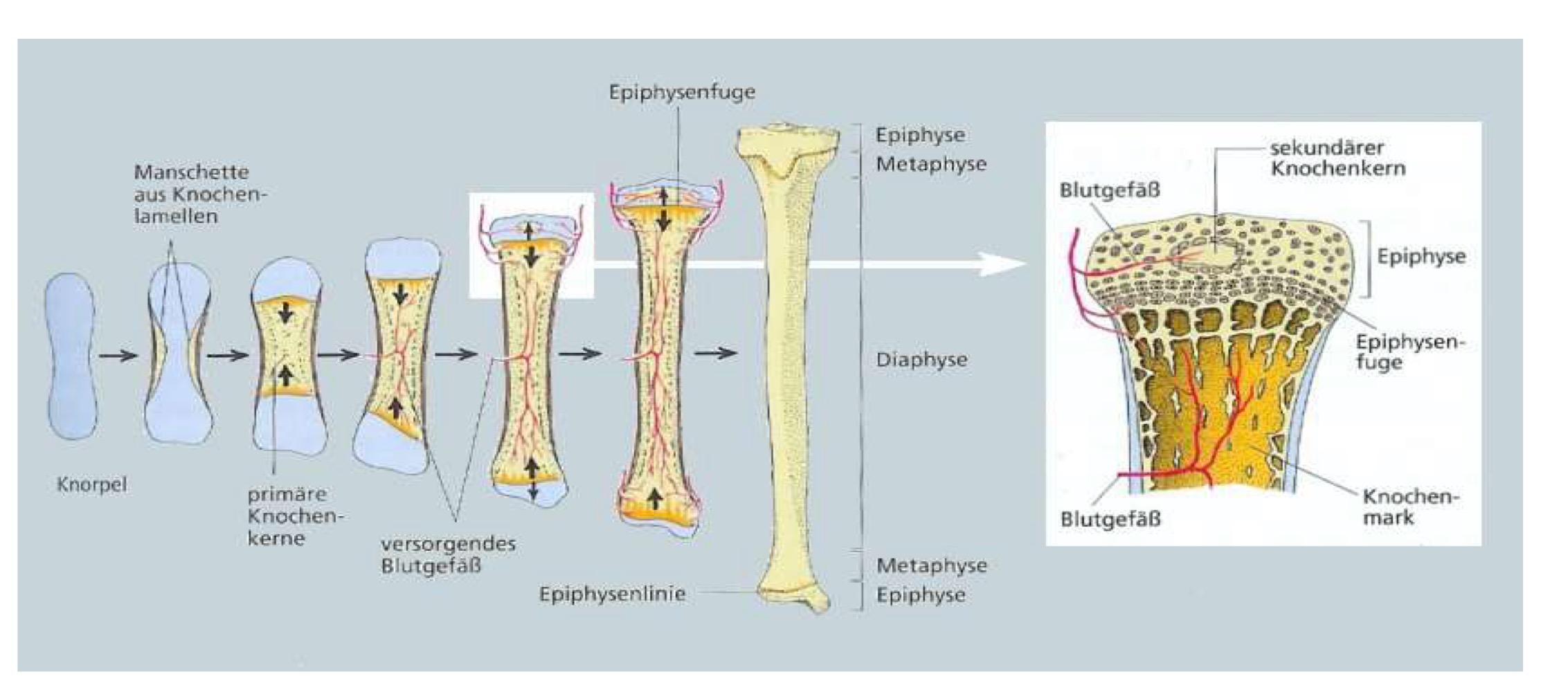 <p>Direkte Verknöcherung (desmale Ossifikation)</p><p>Knorpelige Verknöcherung (chondrale Ossifikation) </p>