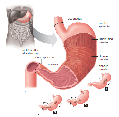 Anatomy of the human stomach.
