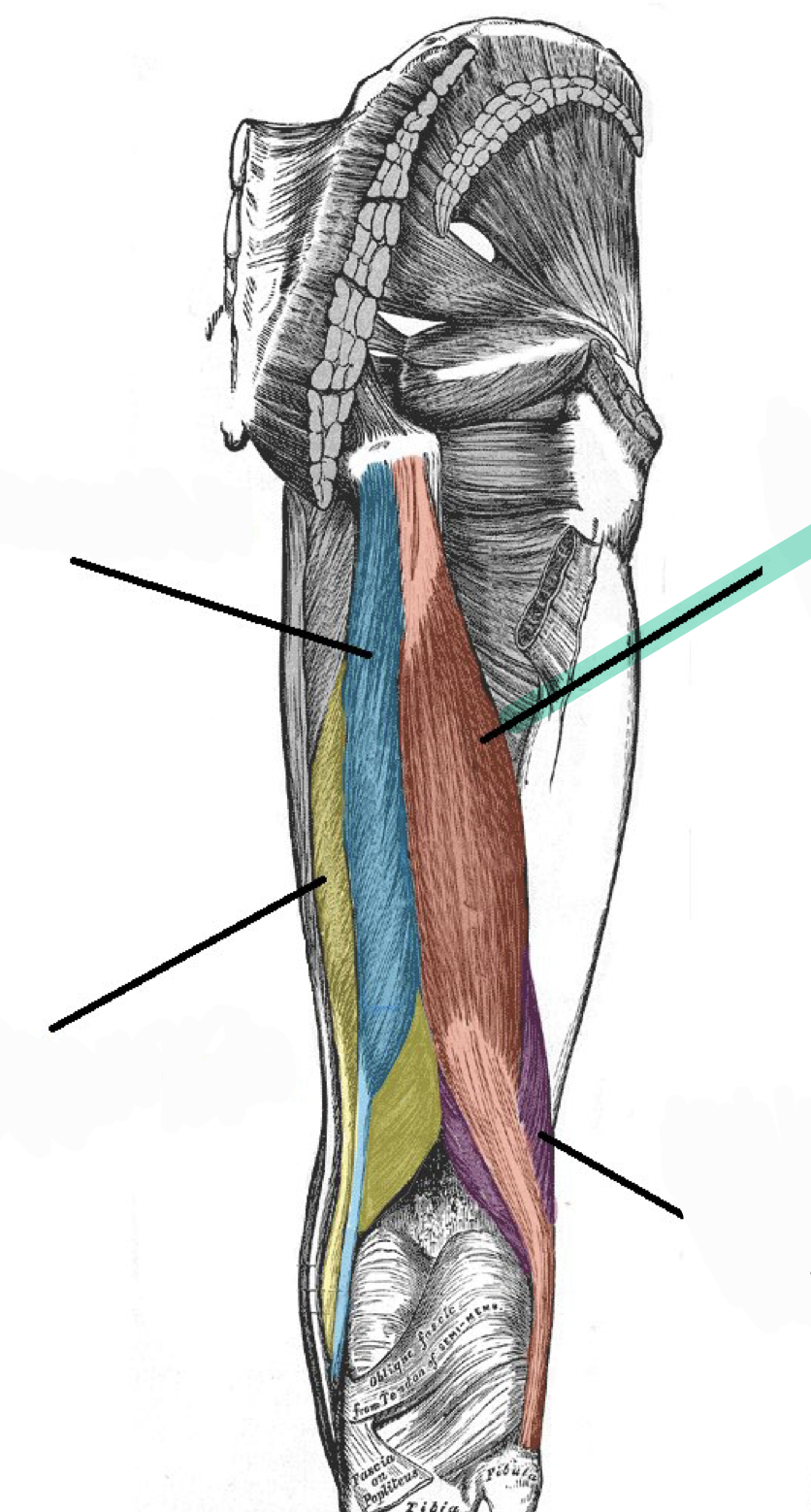 <p>Extends and laterally rotates hip (femur); flexes knee</p>
