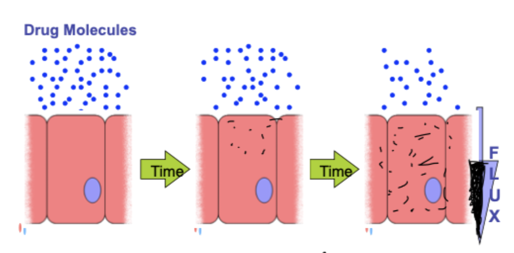 <p>it moves towards equilibrium which means flow(flux) must occur</p>
