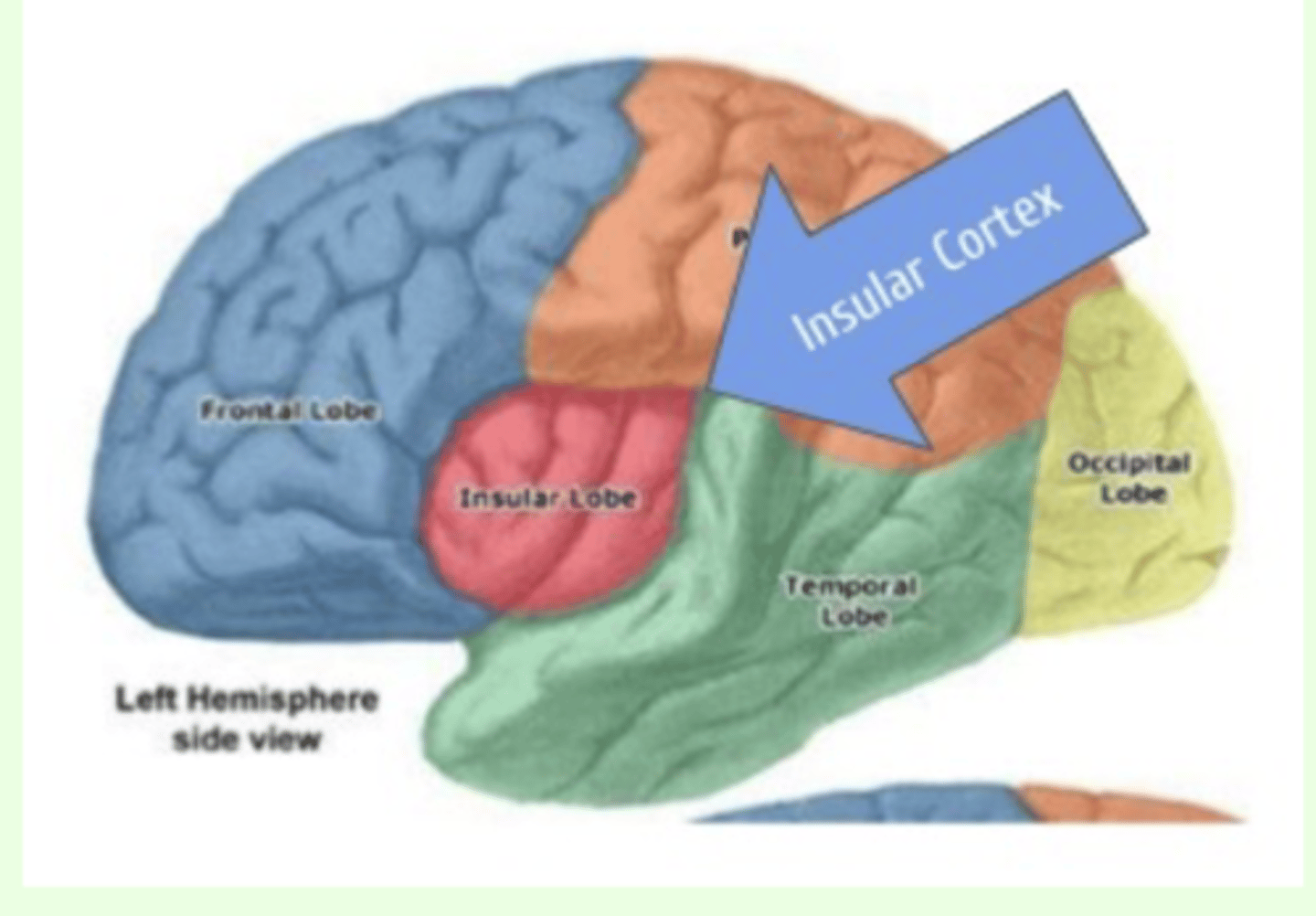 <p>- lies deep within the lateral sulcus (the fissure separating the temporal lobe from the parietal and frontal lobes)</p><p>- functions: body awareness, sense of self, emotional experience, empathy and compassion, addiction</p>
