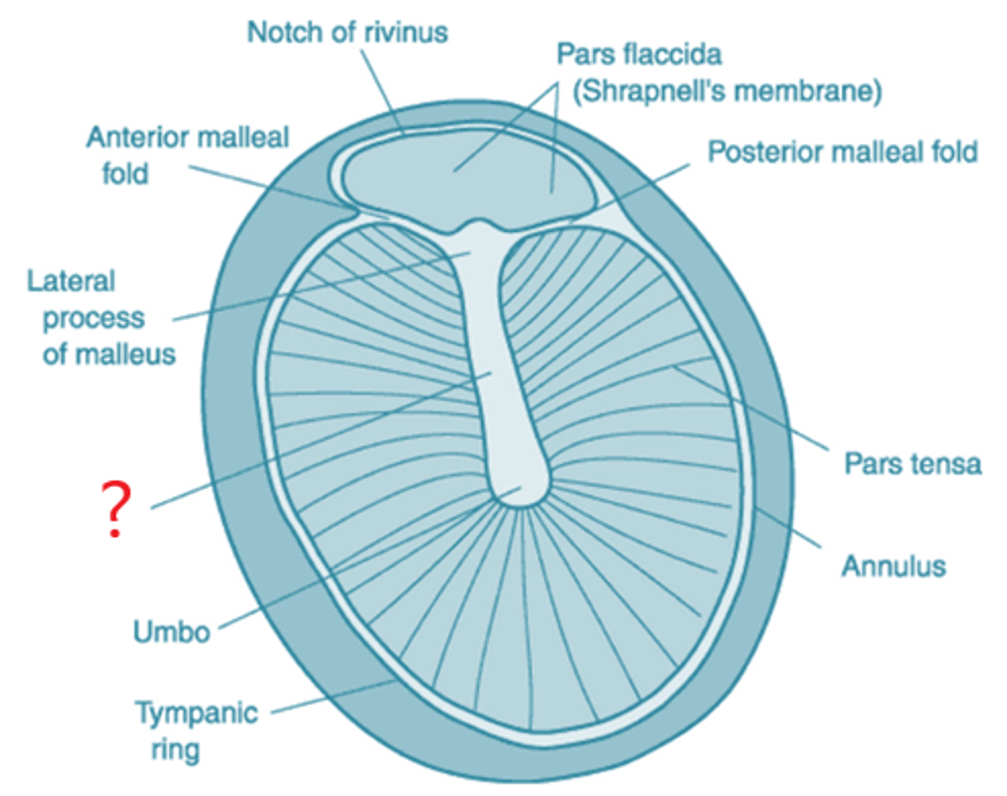 <p>light-coloured stripe on the outer surface of the tympanic membrane, caused by the malleus</p>