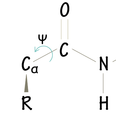 <p>The bond between the α-C and peptide carbonyl carbon (dihedral angle)</p>