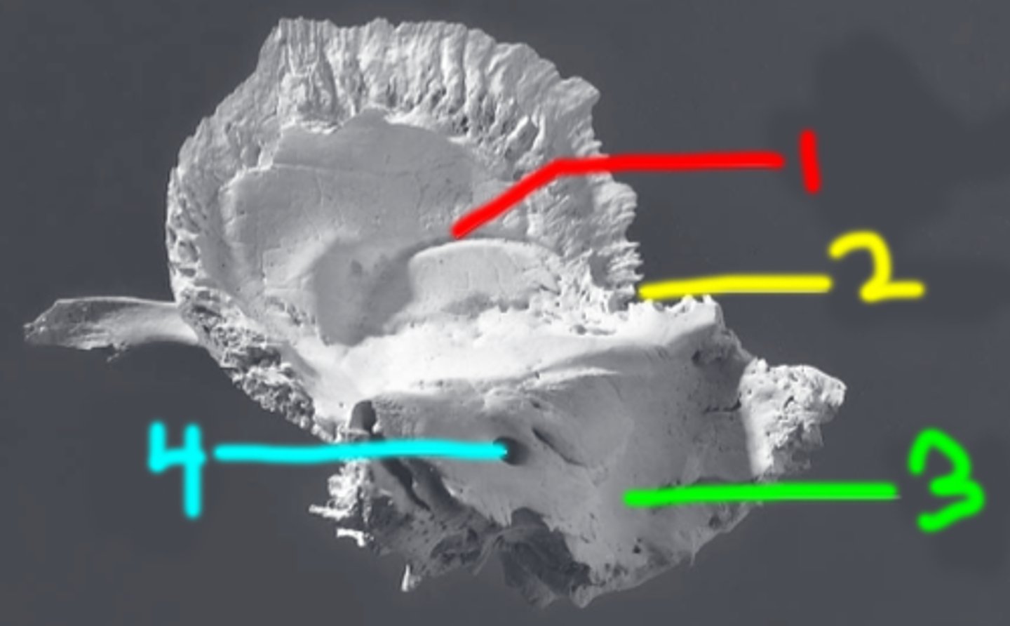 <p>large, curving groove set at the posterior base of the petrous pyramid on the endocranial surface of mastoid part of TEMPORAL (3 in image)</p>