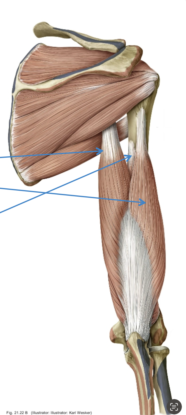 <p><span>What is the origin of the medial head of triceps brachii?</span></p>