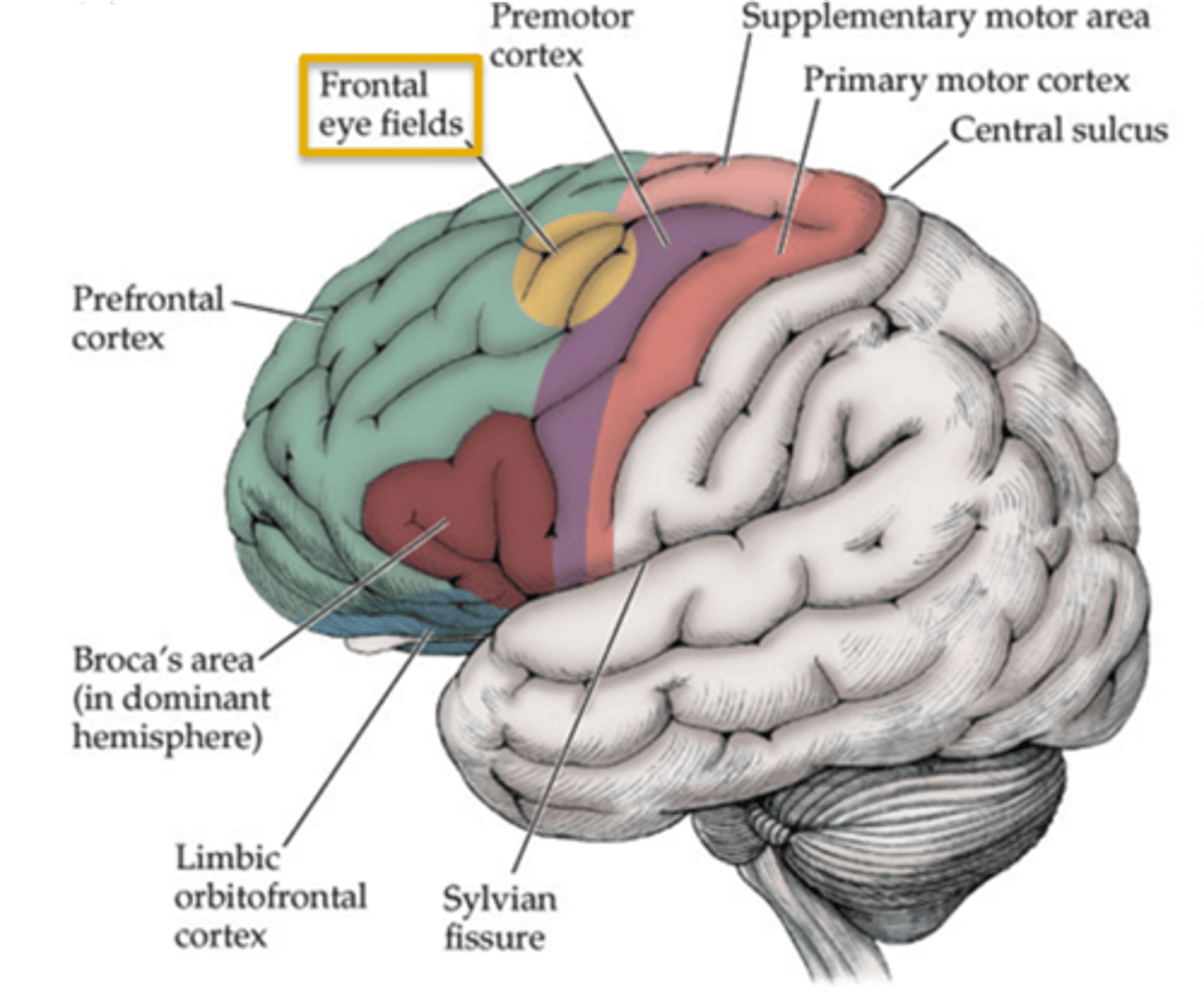 <p>frontal eye fields</p>