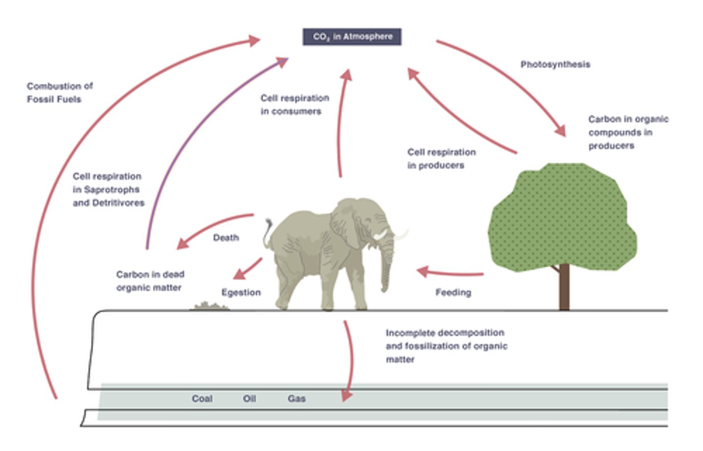 <p>plants capture CO2 from the atmosphere and use it to make carbohydrates</p>