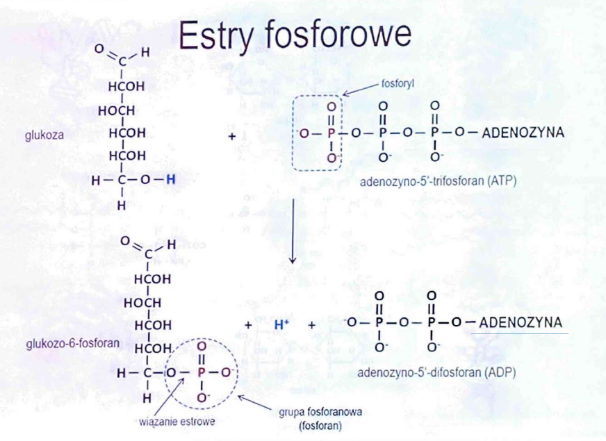 <p>kinazę (heksokinazę)</p>