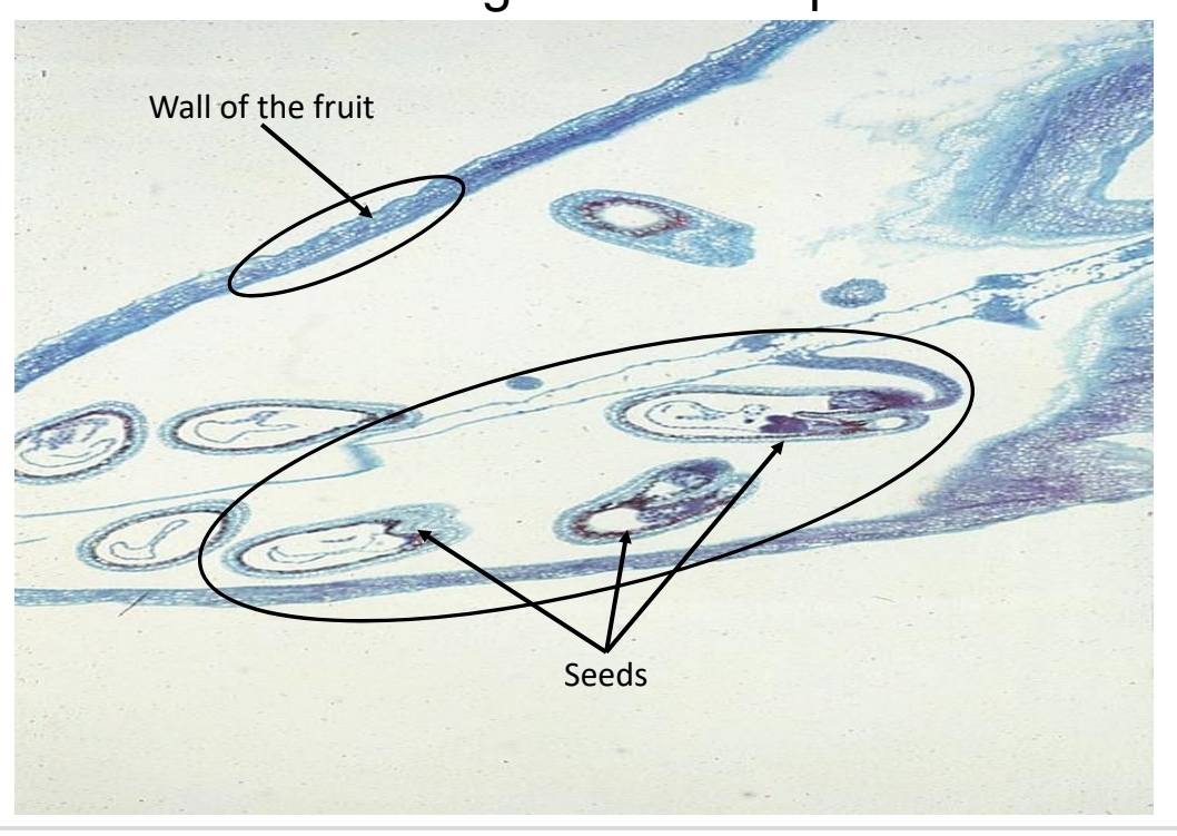 <p>Seed development - seed</p>