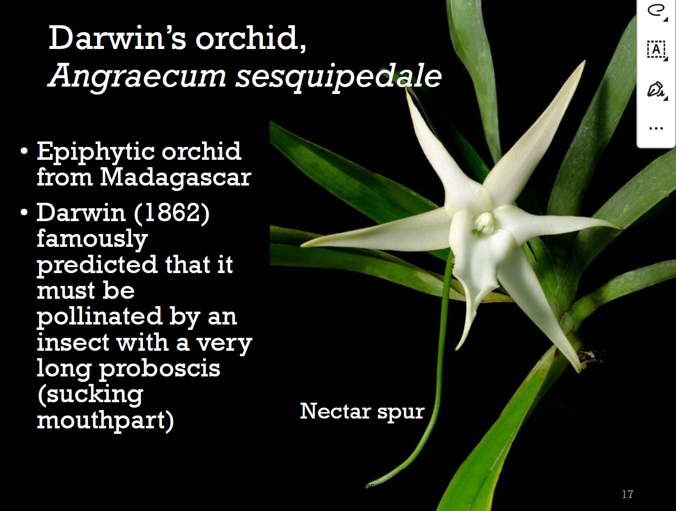 <p>pollinated by an insect with a very long proboscis (sucking mouthpart)  由一种有长喙（吸允式口器）的昆虫授粉</p><p>→Reciprocal adaptation (coevolution) between flowers and insects</p>