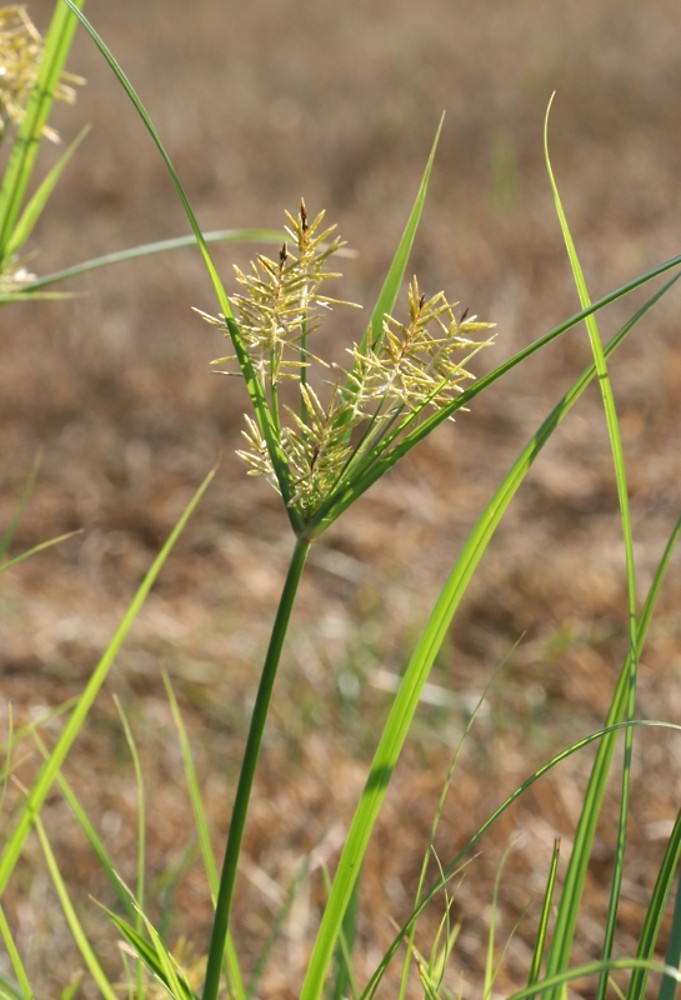 <p>Yellow nutsedge/ nutgrass (Invasive)</p>
