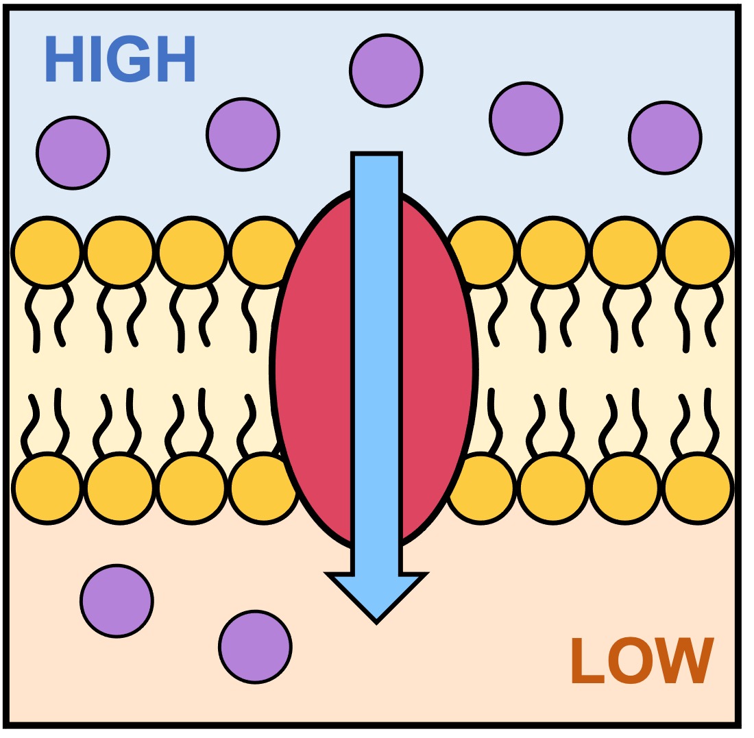 <p>Passive Transport </p>