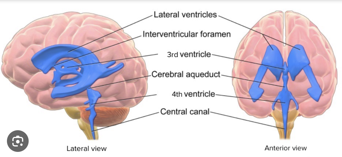 <p>fluid filled spaces that cushion and support the brain. helps the brain stay floating and light. the fluid helps the brain not take eternal damage. helps maintain chemical balance of the brain function</p>