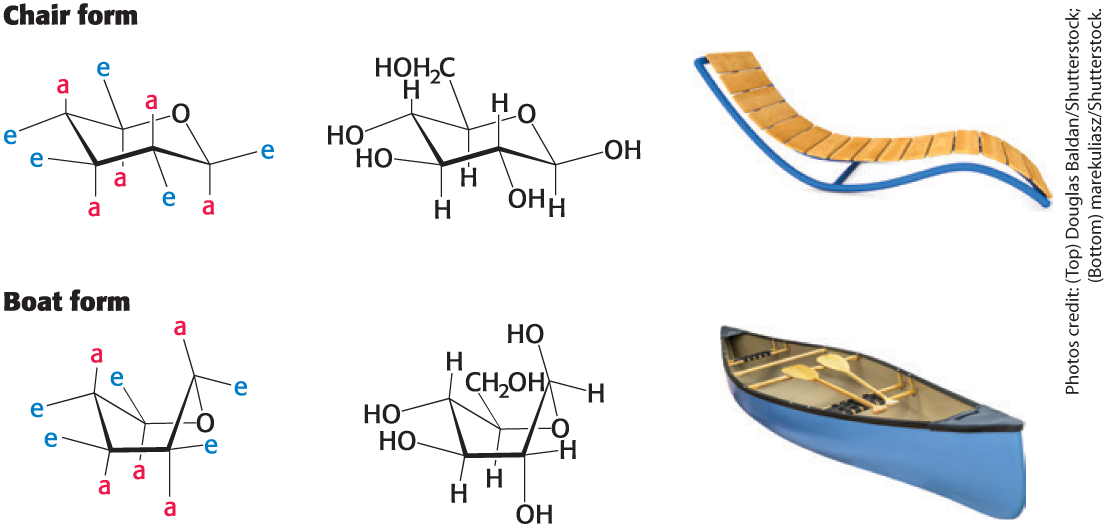 <ul><li><p>the chair form predominates because all axial positions are occupied by hydrogens</p></li><li><p>The boat form is disfavored because it is sterically hindered</p></li></ul><p></p>