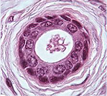 <p>What is the function of stratified cuboidal epithelium?</p>