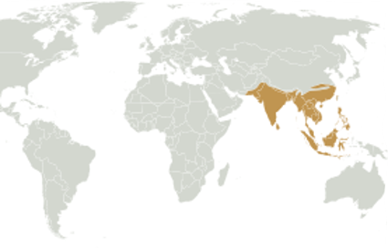 - Indian sub-continent
- Southeast Asia
- Southern China
- Indochina
- Sunda shelf
- Ecoregions of the Philippines