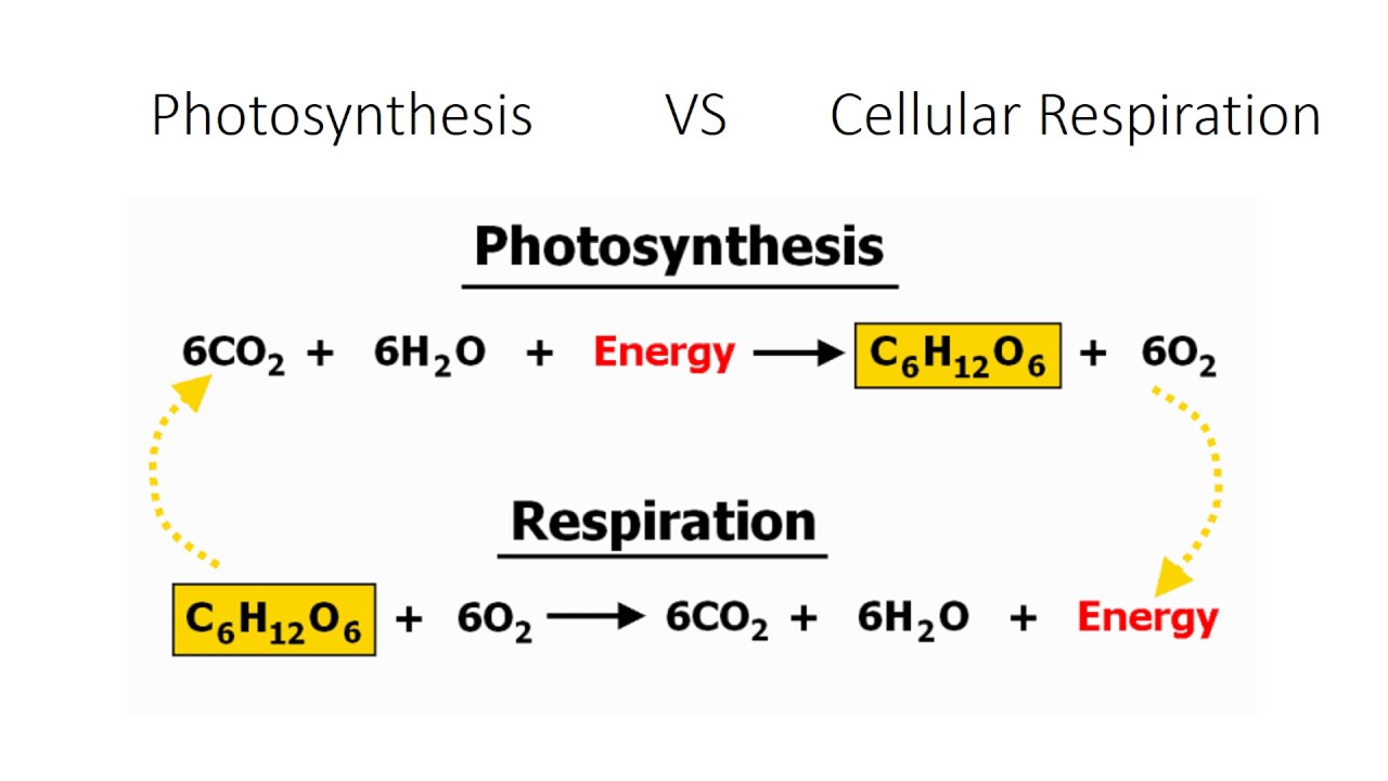 <p>living systems (ecosystems)</p><p>Photosynthesis vs cellular respiration</p><p></p>