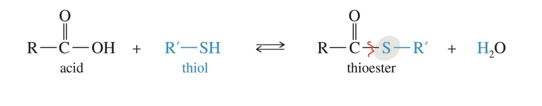 <p>Starting </p><ul><li><p>Carboxylic Acid </p></li></ul><p>Reagent </p><ul><li><p>Thiol ( R - SH)</p></li></ul><p>Mechanism </p><ol><li><p><strong>Thiol attacks</strong> the carbonyl carbon</p></li><li><p><strong>Oxygen gets protonated</strong> to make water (a good leaving group)</p></li></ol><p></p>