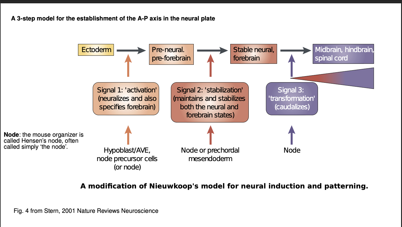 <ol><li><p>First signal→ activates (neuralizes) the gastrula’s <strong>ectoderm</strong>→ <strong>neruoectoderm</strong></p></li><li><p>Second signal→ <strong>stabilizes</strong> neural fate of a <strong>region</strong> of neuroectoderm</p><ul><li><p>defines anterior (forebrain) and posterior (the rest)</p></li></ul></li><li><p>Third signal→Hox genes→ transforms (caudalizes) a region of the neural tube</p><ul><li><p>details the <strong>subregions</strong>→ midbrain, hindbrain and spinal cord</p></li></ul></li></ol><p></p>