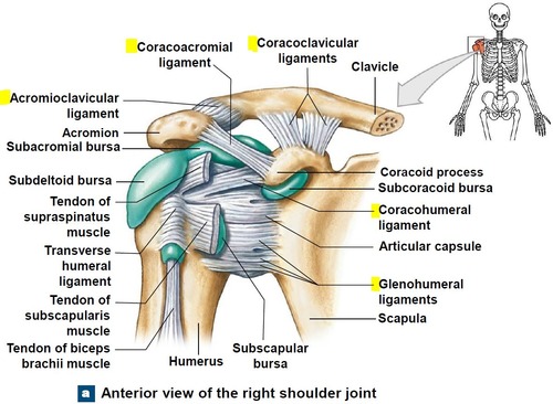 <p>- superior glenohumeral ligament </p><p>- middle glenohumeral ligament </p><p>- inferior glenohumeral ligament </p><p>- coracohumeral ligament </p><p>- transverse humeral ligament</p>