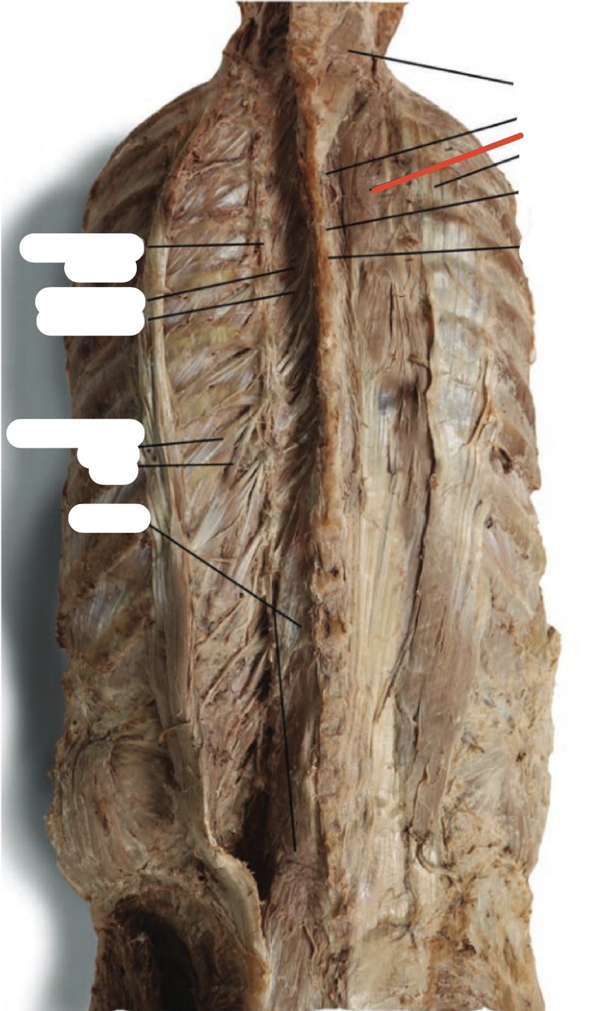 Identify the structure (red line)