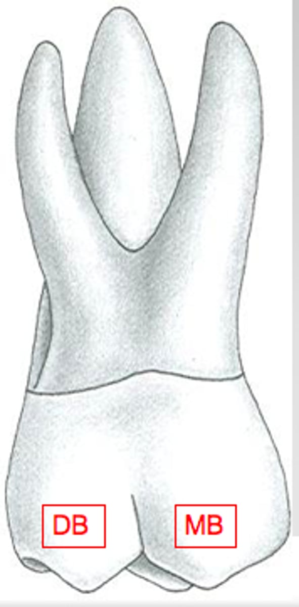<p>- pyramidal projections (on incisal portion of canines, and occlusal surfaces of posterior teeth)</p><p>- usually named after closest tooth surfaces/line angles</p>
