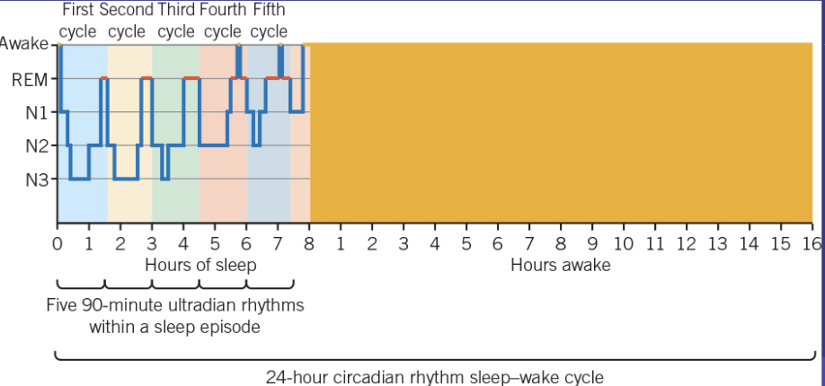 <ul><li><p><span>Daily cycle of wakefulness and sleep: circadian rhythm, the </span></p></li><li><p><span>sleep portion consists of several sleep cycles occurring as ultradian rhythms.&nbsp;</span></p><ul><li><p><span>Within a typical 8-hour sleep <u>episode</u>, a person will experience around five sleep <u>cycles</u>, each lasting around 90 minutes and cycling through a repetitive and reasonably predictable pattern of REM and NREM sleep.&nbsp;</span></p></li><li><p><span>Sleep cycles tend to increase in length over the course of a sleep episode, with a general pattern of increased REM sleep and decreased N3 sleep as we progress through each cycle or ultradian rhythm.&nbsp;</span></p></li></ul></li></ul><p></p>