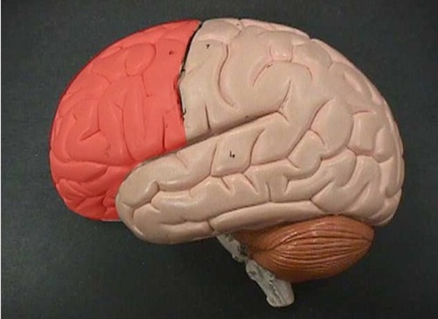 <p>movement/thinking</p>