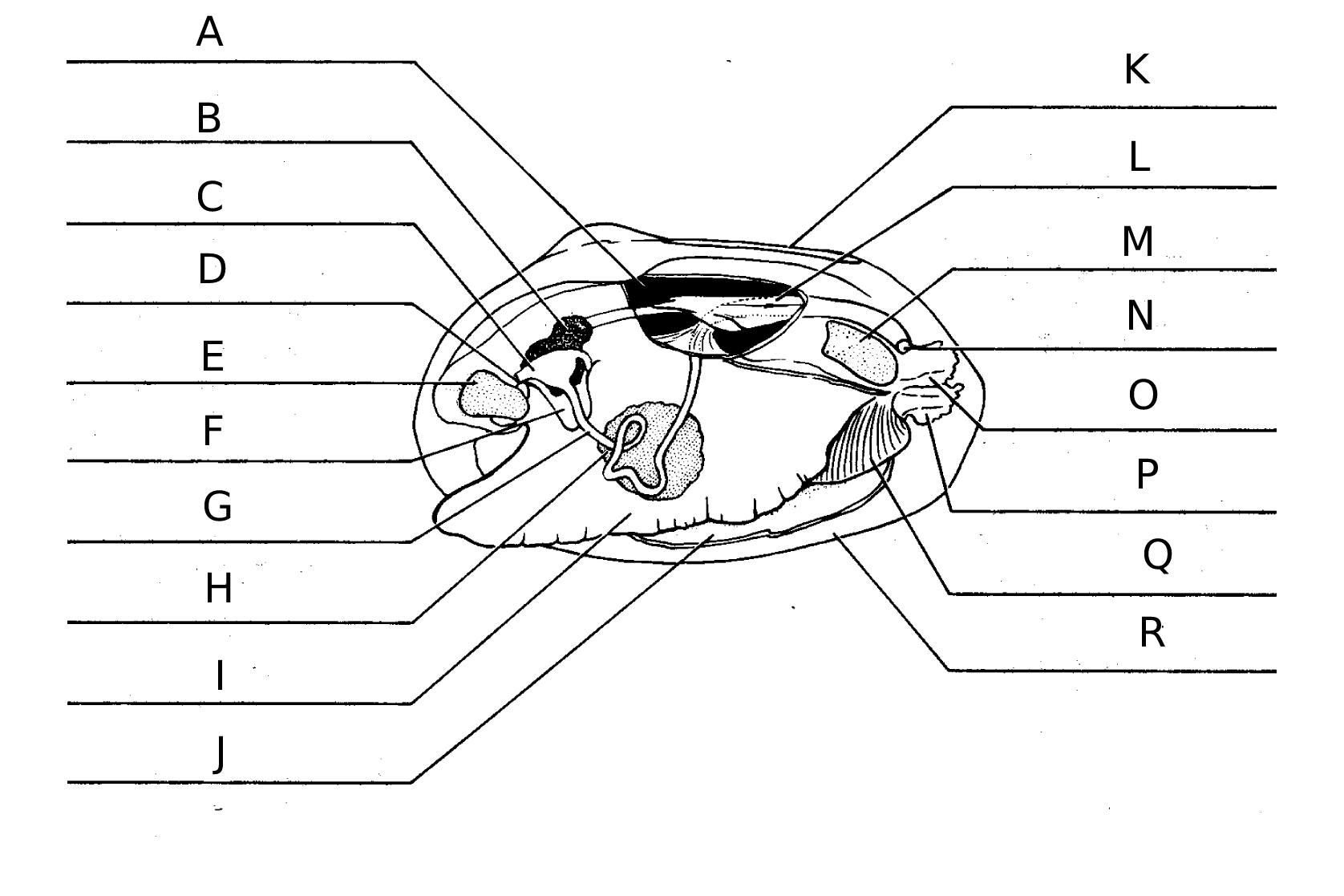 Identify C in the diagram
