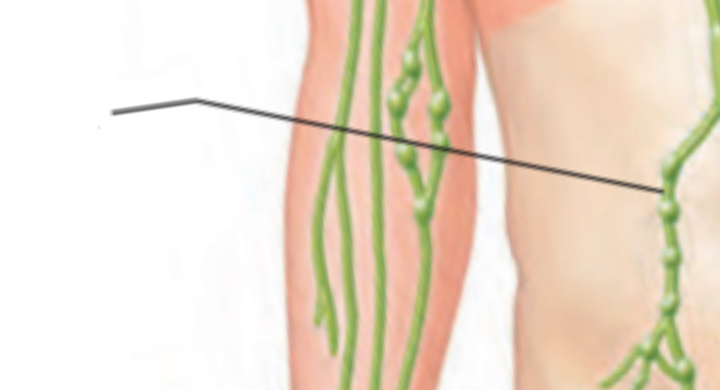 <p>Drain lymph from vessels</p>