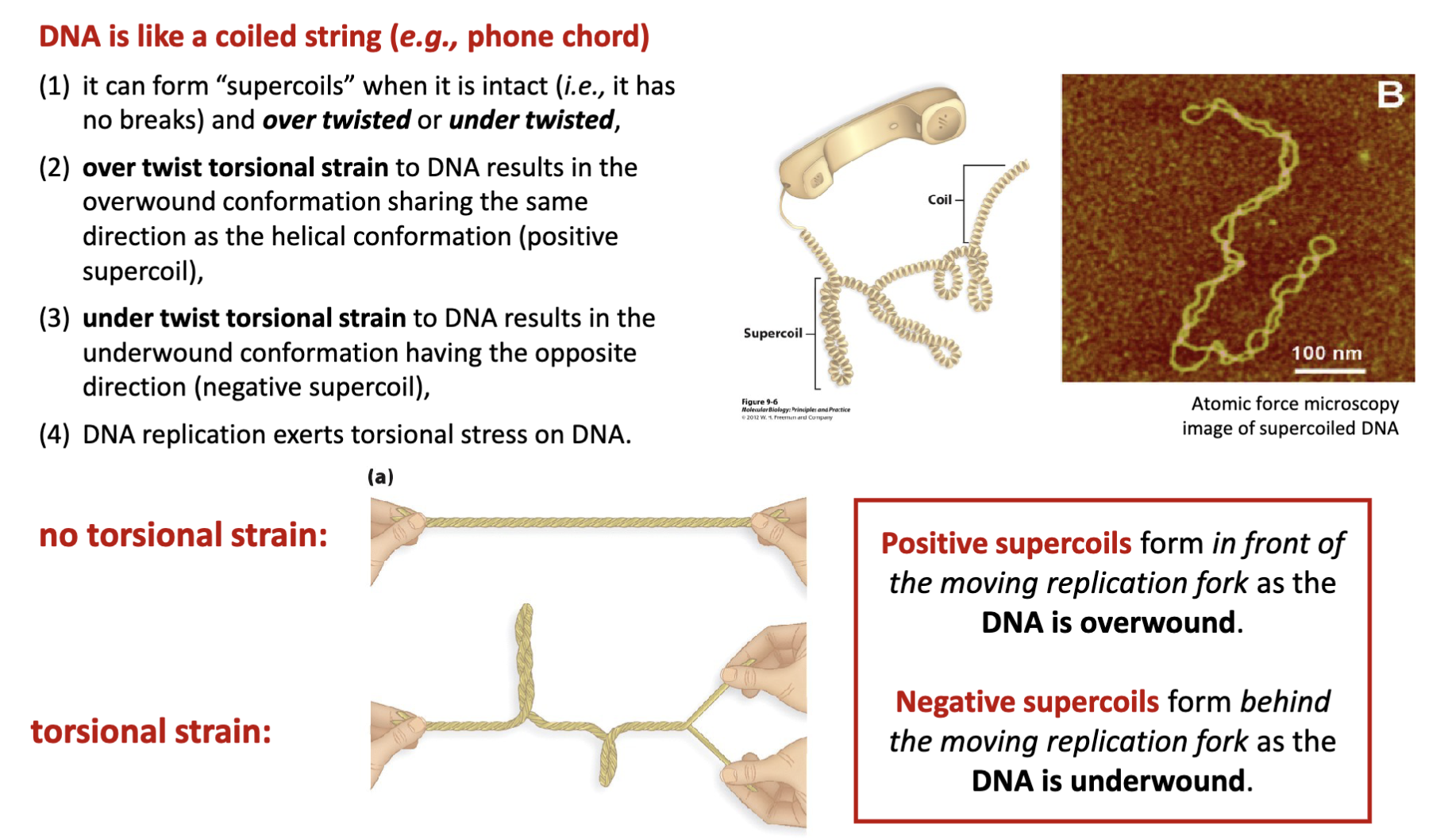 <p><span><strong>Positive</strong> supercoils form in <u>front</u> of the moving replication fork as the</span><br><span>DNA is <u>overwound</u></span></p><p><span><strong>Negative</strong> supercoils form <u>behind</u> the moving replication fork as the</span><br><span>DNA is <u>underwound</u></span></p><p>over twisted (positive strain), under twist (negative strain)</p><p>over twist B DNA form supercoil loops, if under twist try to unravel that would be</p><p>B form DNA right hand helix, DNA infront of replication is positively strained</p><p>DNA being under strained is after the replication (or inside the replication bubble) creates left handed supercoils</p>