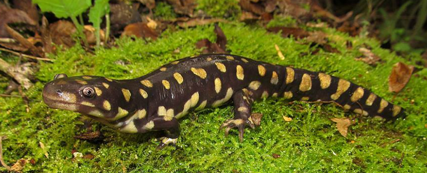 <p><span><strong><u>Distribution: </u></strong></span></p><ul><li><p><span>North America, from Canada south to central Mexico </span></p></li><li><p><span>from the Pacific to the</span><br><span>Atlantic</span></p></li></ul><p><br><span><strong><u>CA species: Ambystoma (4 sp., 2 of which are federally endangered)</u></strong></span></p><p><br><span><strong><u>Traits: </u></strong></span></p><ul><li><p><span>Few distinctive characters</span></p></li><li><p><span> moderate size</span></p></li><li><p><span> smooth skin</span></p></li><li><p><span>robust body</span></p></li><li><p><span>short blunt head</span></p></li></ul><p></p>