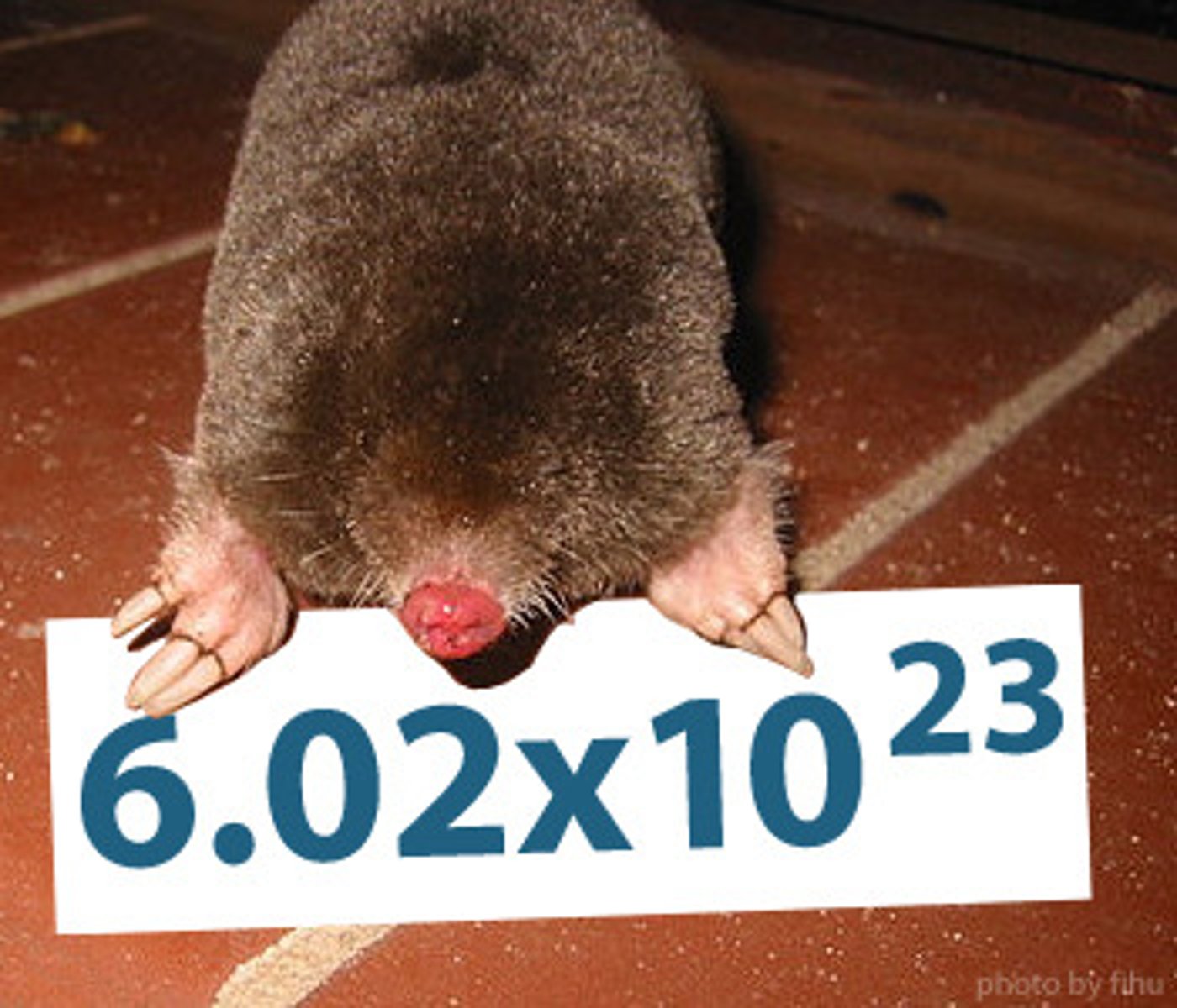 <p>6.02 x 10^23 mol the number of particles in each mole. to find number of atoms, fine number of moles and x by constant (same for molecules but using Mr of whole molecule to find moles)</p>