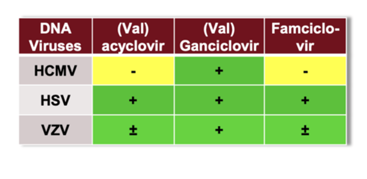 <p>HSV + VZV (limited CMV); only ganciclovir covers CMV</p>