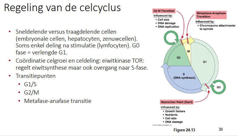 <p>Overgaan van de ene naar de andere fase:</p><ul><li><p>G1/S (restrictiepunt)</p><ul><li><p>als je voorbij het restrictiepunt gaat, weet je dat de cel zal delen. Als een cel in de G0 zit, moet het dat punt kunnen overwinnen om te kunnen delen.</p></li><li><p>Groeifactoren zullen initiëren dat de cel klaar is om in de celcyclus te treden.</p></li><li><p>Voldoende voedingsstoffen zijn nodig.</p></li><li><p>Voldoende volume is nodig.</p></li><li><p>Cel zal niet beslissen over te gaan als er veel DNA schade is, deze moet eerst hersteld worden.</p></li></ul></li><li><p>G2/M</p><ul><li><p>Kan pas wanneer de replicatie volledig verlopen is, DNA schade moet volledig hersteld zijn</p></li></ul></li><li><p>Metafase-anafase transitie</p><ul><li><p>MT moeten correct verbonden zijn met de kinetochoren (voorxwarde voor deze stap).</p></li></ul></li></ul><p></p>