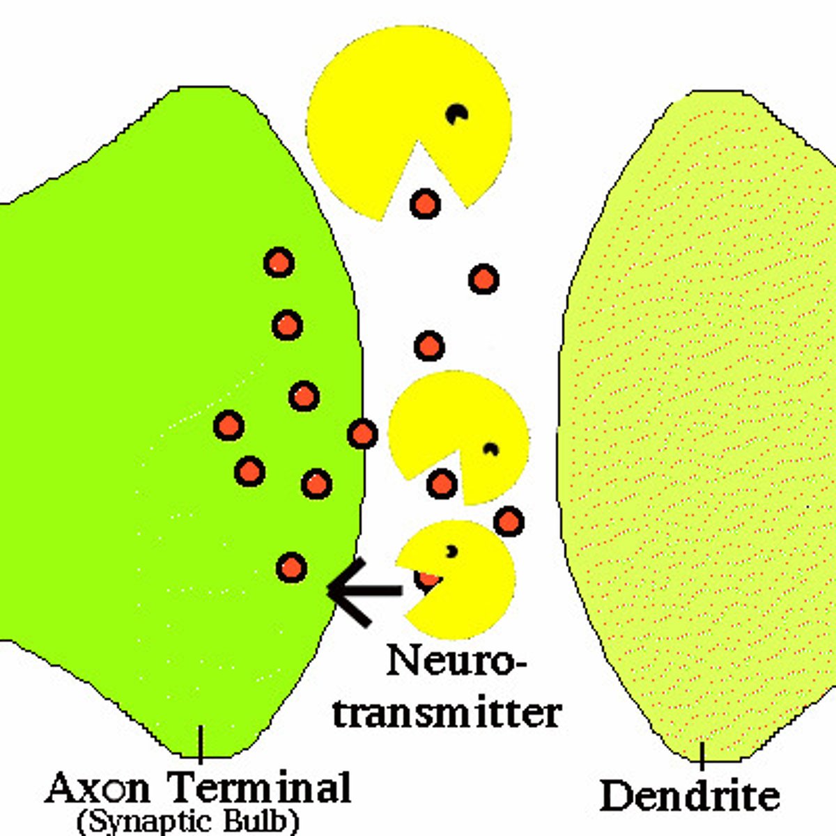 <p>a neurotransmitter's reabsorption by the sending neuron</p>
