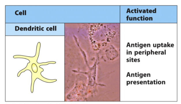 <p><strong>dendritic cells</strong></p><ul><li><p>both myeloid and lymphoid</p><ul><li><p>activate T cells as antigen presenting cells (APC)</p></li><li><p>____ innate immunity to adaptive immunity</p></li></ul></li></ul><p></p>