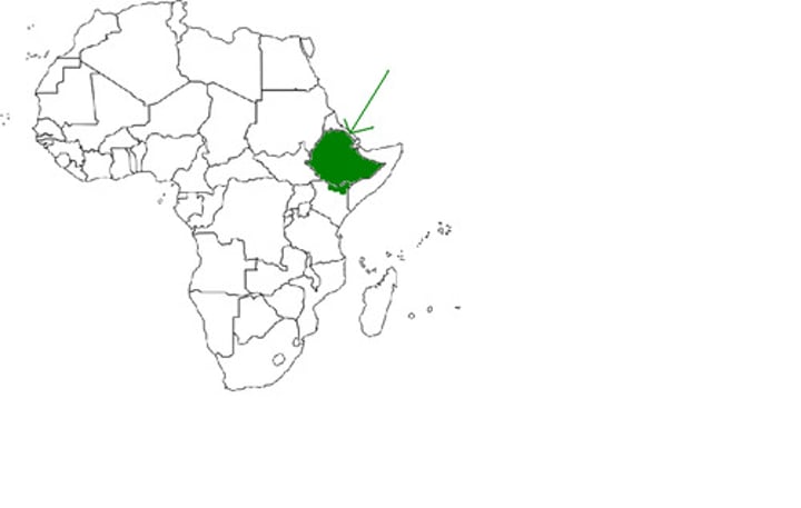 <p>Africa</p>