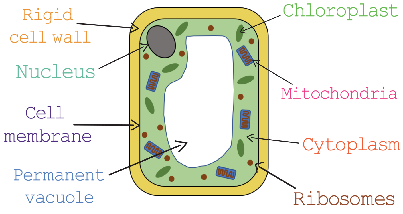 Include same organelles as animal cells but also possess vacuoles, chloroplasts and a cell wall (which is made of cellulose)
