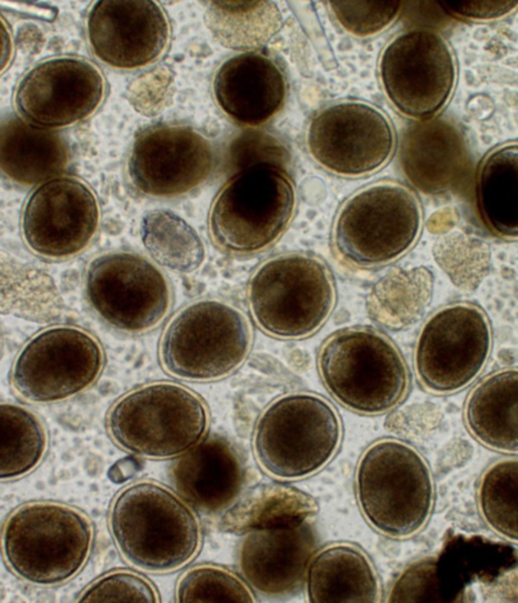 <p>What type of worm in scientific name is presented?</p>