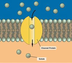 works like a tunnel → allow things in & out of membrane