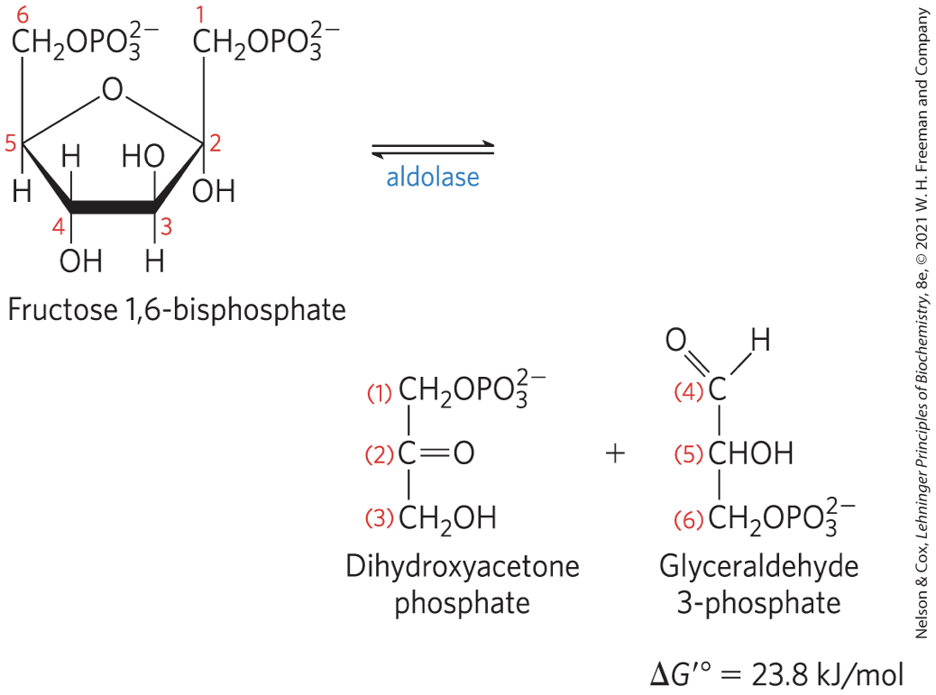 <ul><li><p><strong>aldolase</strong></p></li><li><p>yield <strong>glyceraldehyde 3-phosphate and dihydroxyacetone phosphate</strong></p></li><li><p><strong><u>reversible</u></strong> because reactant concentrations are low in the cell</p></li></ul><p></p>