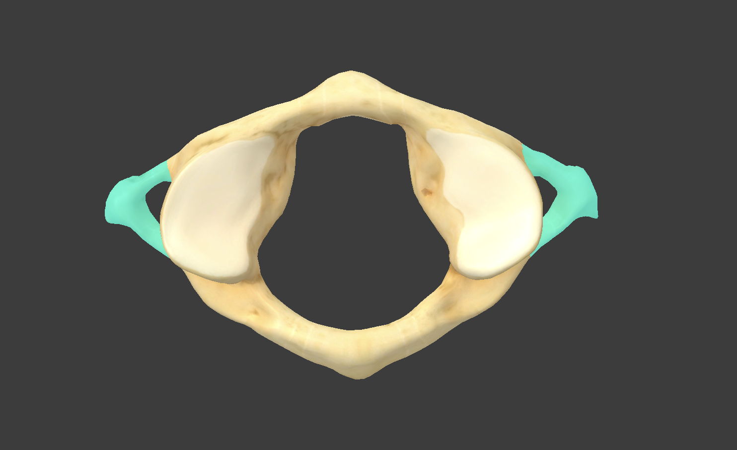 <p>what part of the atlas is this?</p>