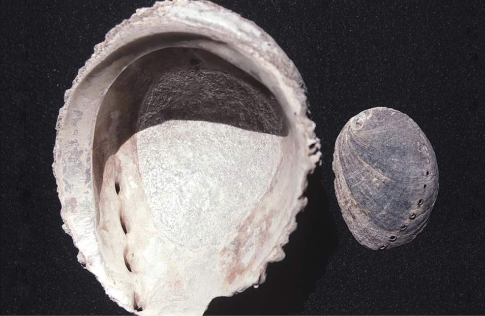 <p>What phylum, class, subclass, and family is this organism? What habitat and feeding corresponds to them?</p>