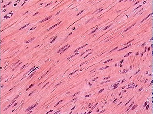 <p>Name the tissue</p>