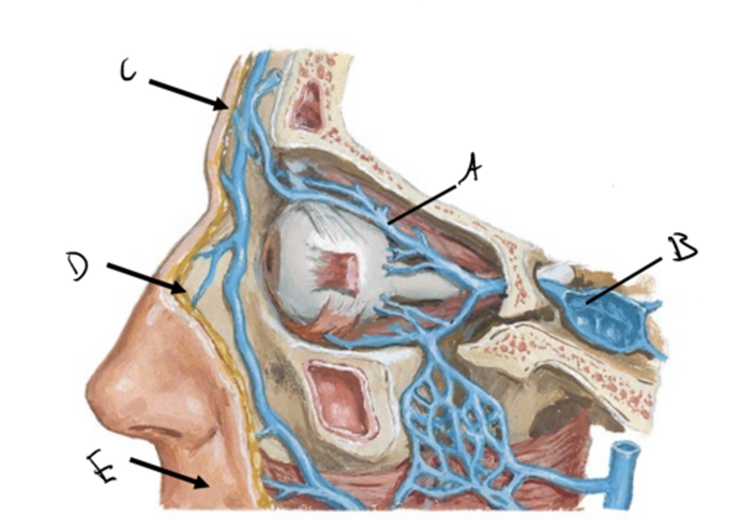 knowt flashcard image